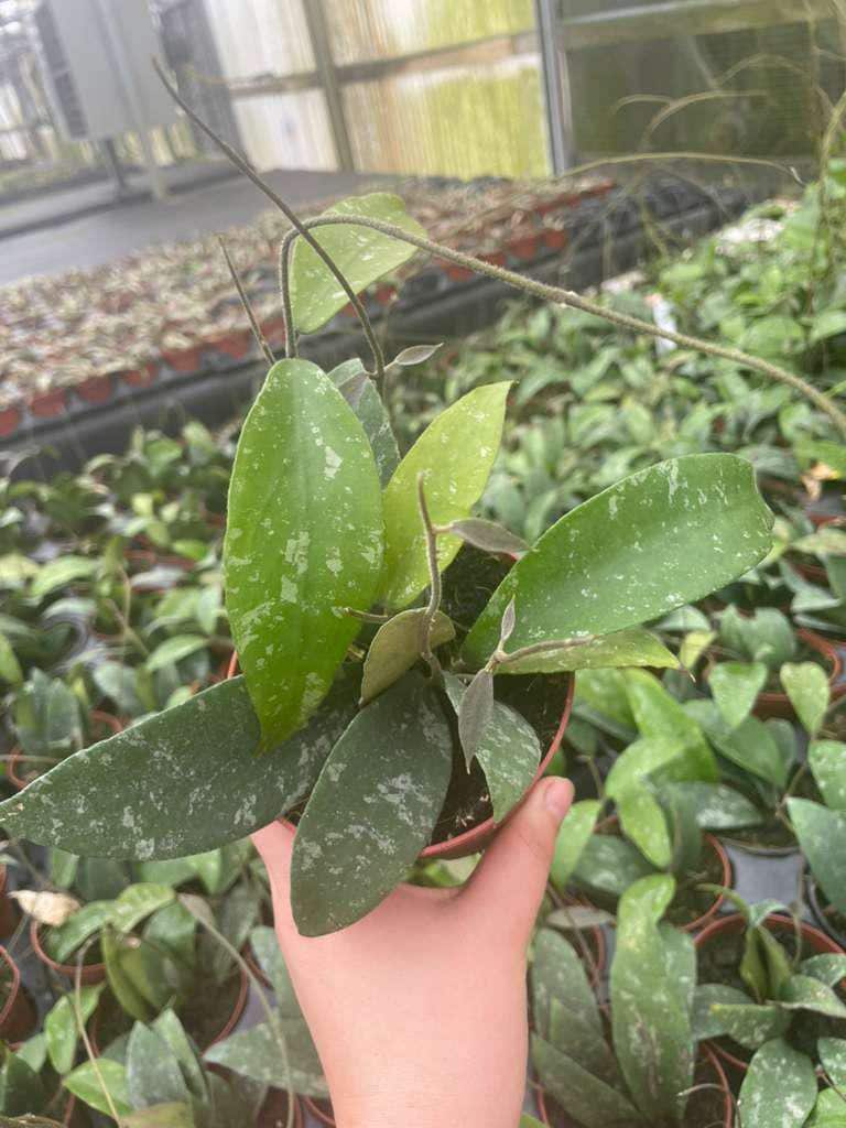 4" Pot Hoya Phuwuaensis Splash – Rare Hybrid Wax Plant, Tropical Trailing Hoya
